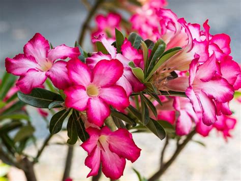 Let’s look at how to grow and care for your desert rose successfully. Fertilizer: Added nutrients help produce more flowers. Dilute a 6-30-30 liquid fertilizer by half and apply once a month. Lighting: Full sun. Use a southern-facing window, sunroom, or in an area with a ceiling light.
